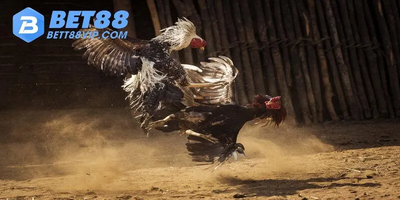 Luật đá gà Bet88 chuẩn quốc tế